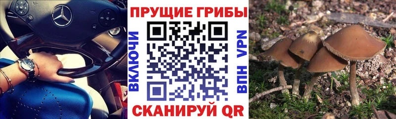 Галлюциногенные грибы Magic Shrooms  Грайворон 